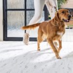 Pet friendly floor | Nationwide Floor & Window Coverings